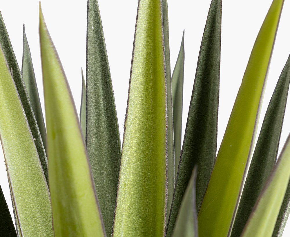 Agave Plant 82X82X115CM ~ Green