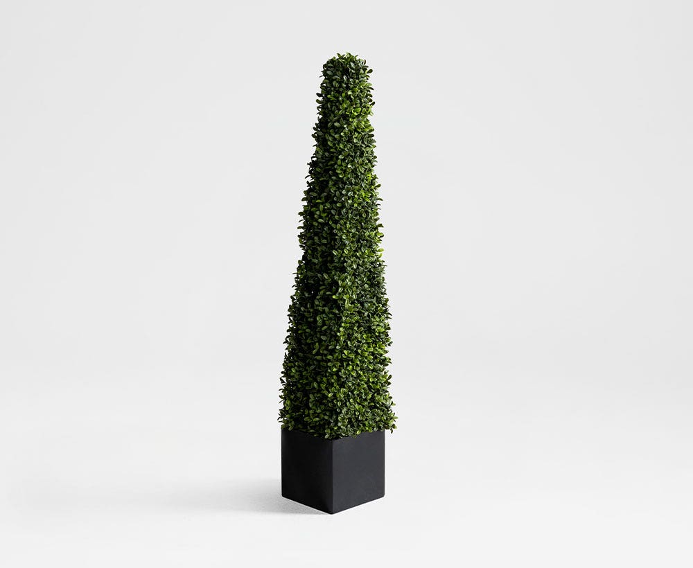 Aglaia Topiary