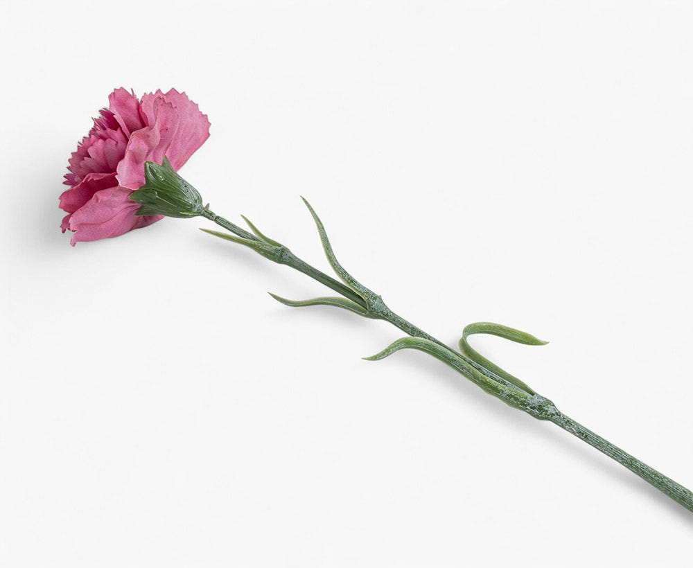 Artificial Carnation Flower 8X50CM Pur