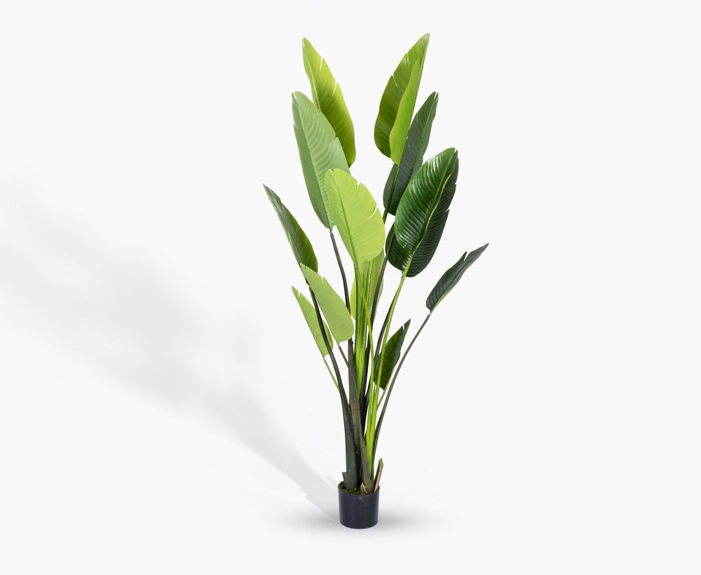 Green Bird Paradise Tree, 130*100*190