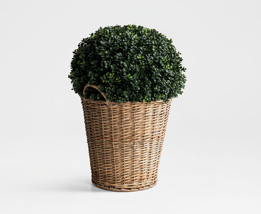 Buxus Topiary 48.5X48.5cm