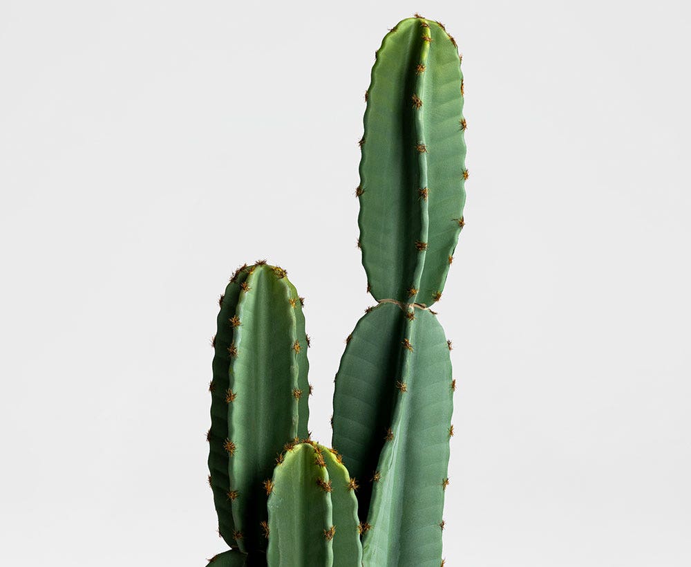 Cactus Plant 19X19cm
