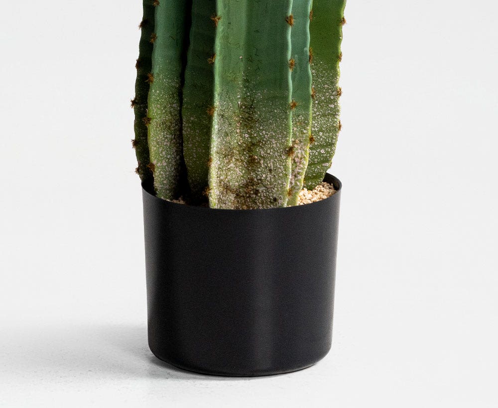 Cactus Plant 19X19cm