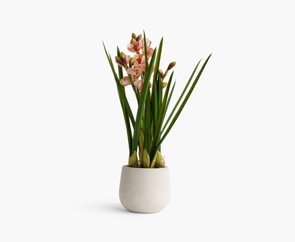 Cymbidium Arrangement 33X61CM~Pk/Crm