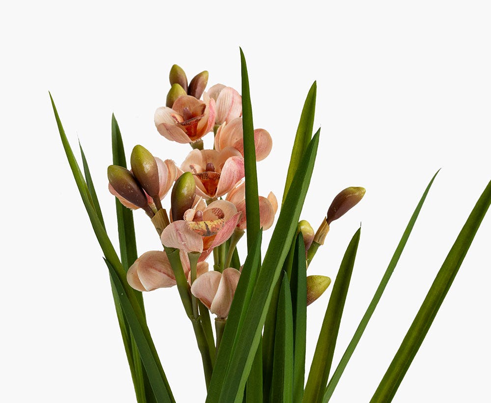 Cymbidium Arrangement 33X61CM~Pk/Crm