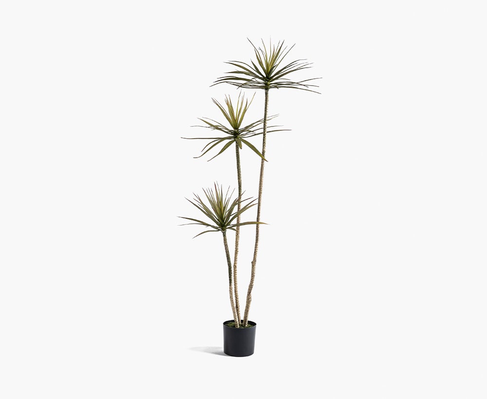 Draceana Tree 60X60X181CM ~ Green/Brown