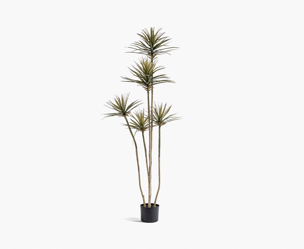Draceana Tree 90X90X230CM ~ Green/Brown