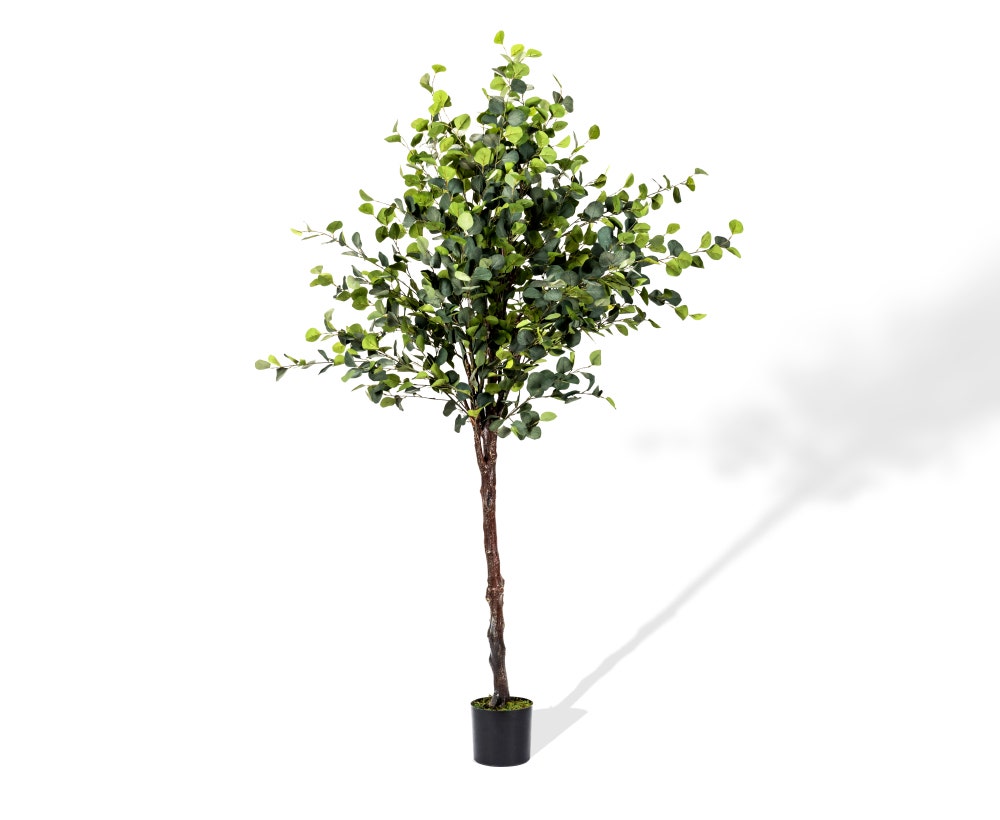 Eucalyptus Tree