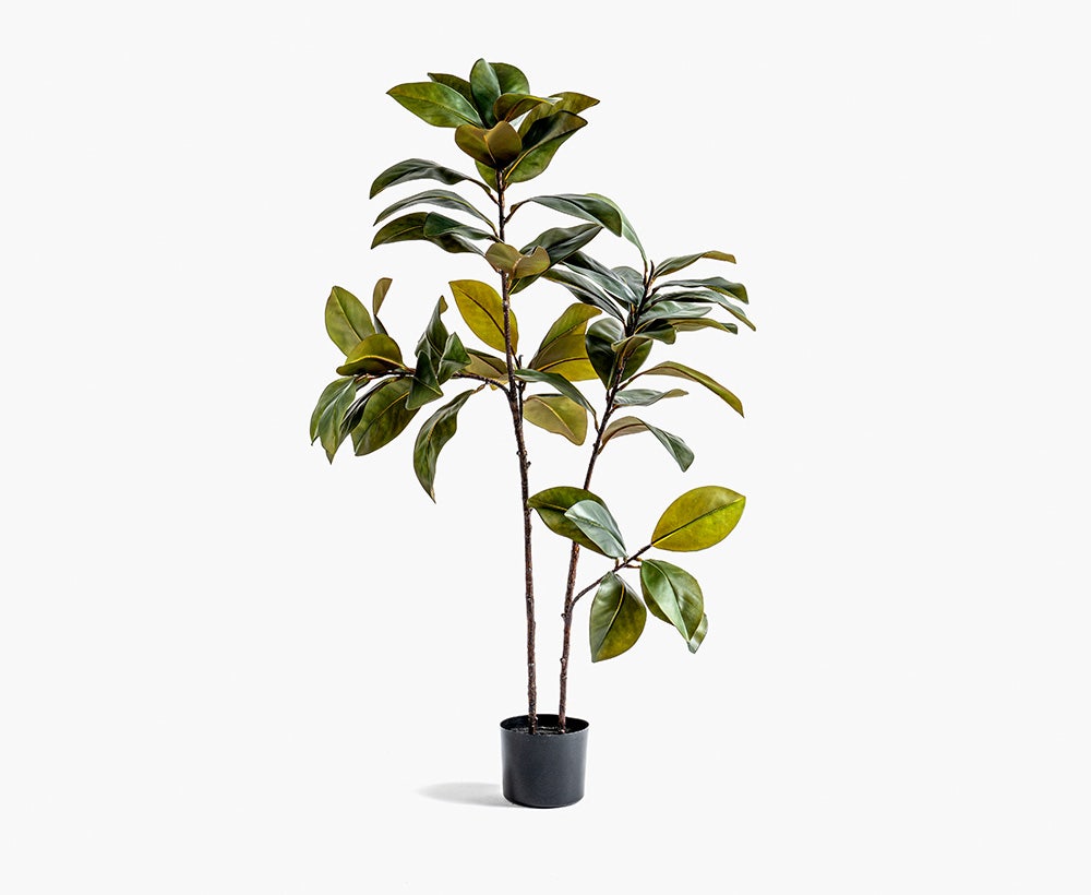 Magnolia Tree 61X38X124CM ~ Green