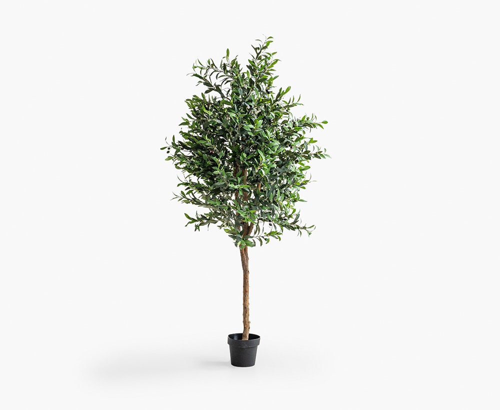 Olive Tree 85X85X200CM Green/Brown
