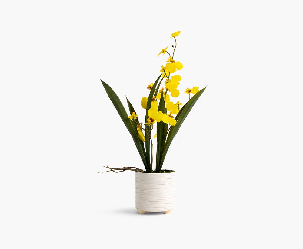 Oncidium Arrangement 25X50CM~Yl/Crm