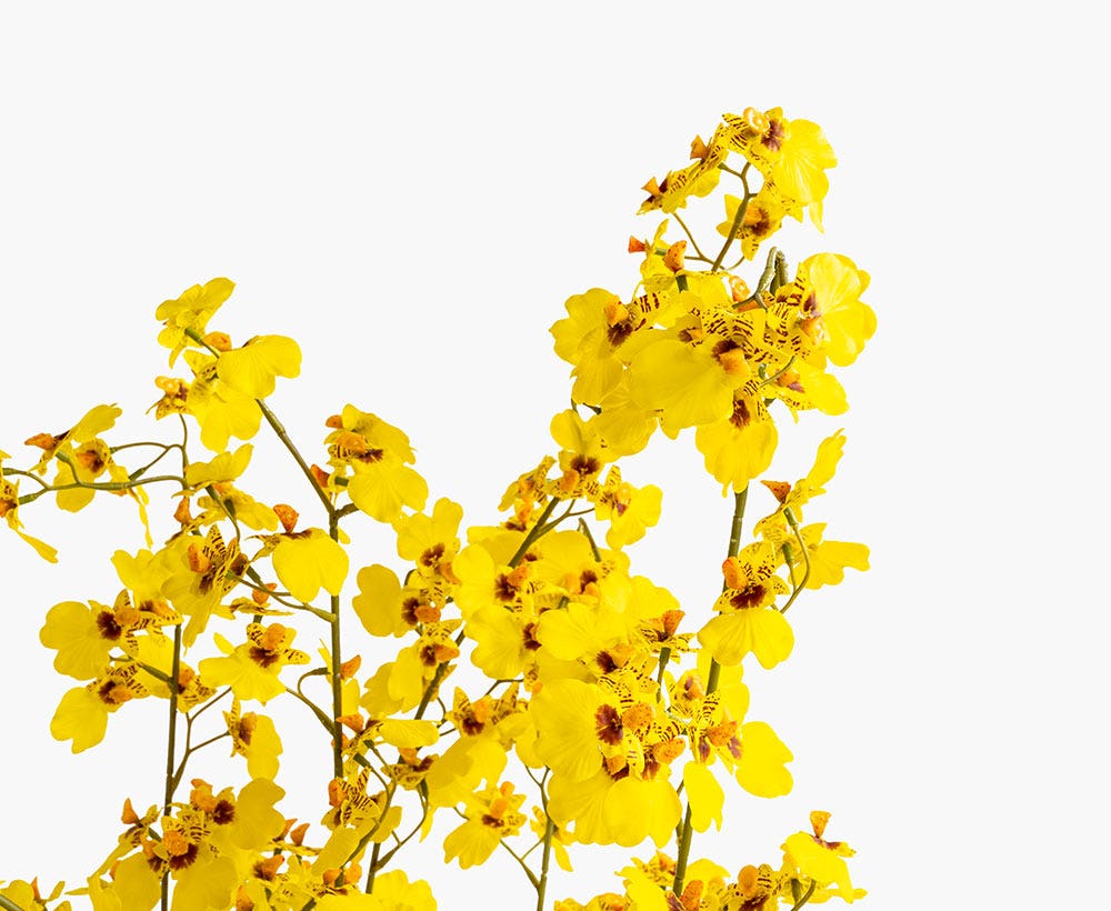 Oncidium Arrangement 49X100CM~Yl/Gry
