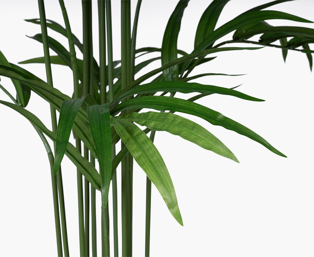 Robusta Palm Tree
