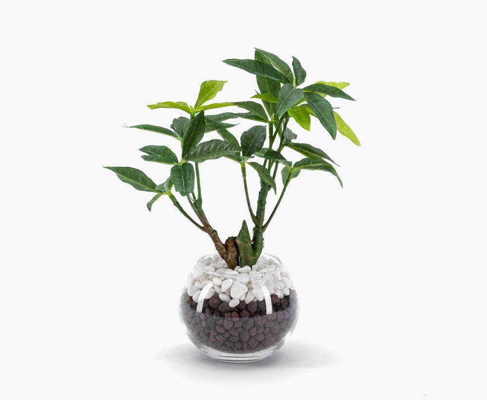 Small Green Pachira With Pot 