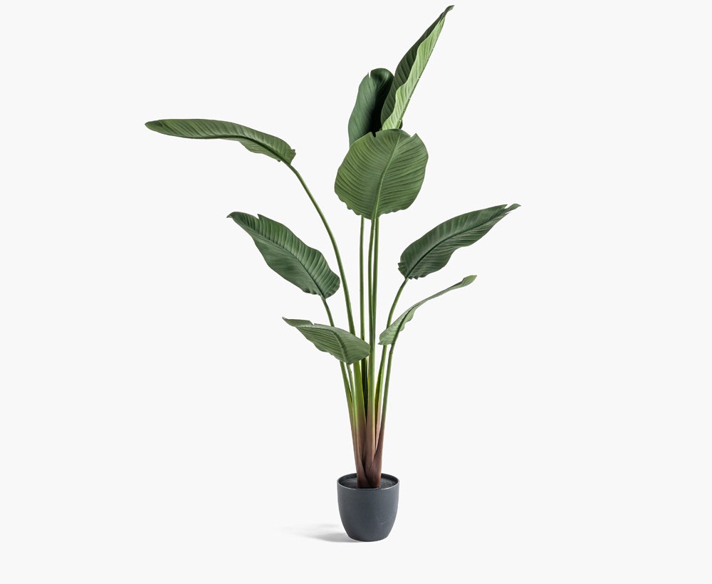 Strelitzia Tree 75X75X159CM ~ Green