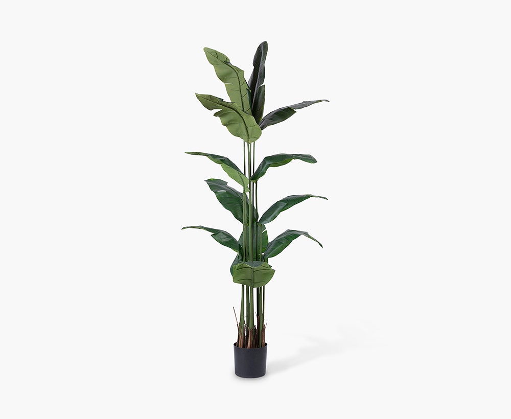 Travellers Palm Tree