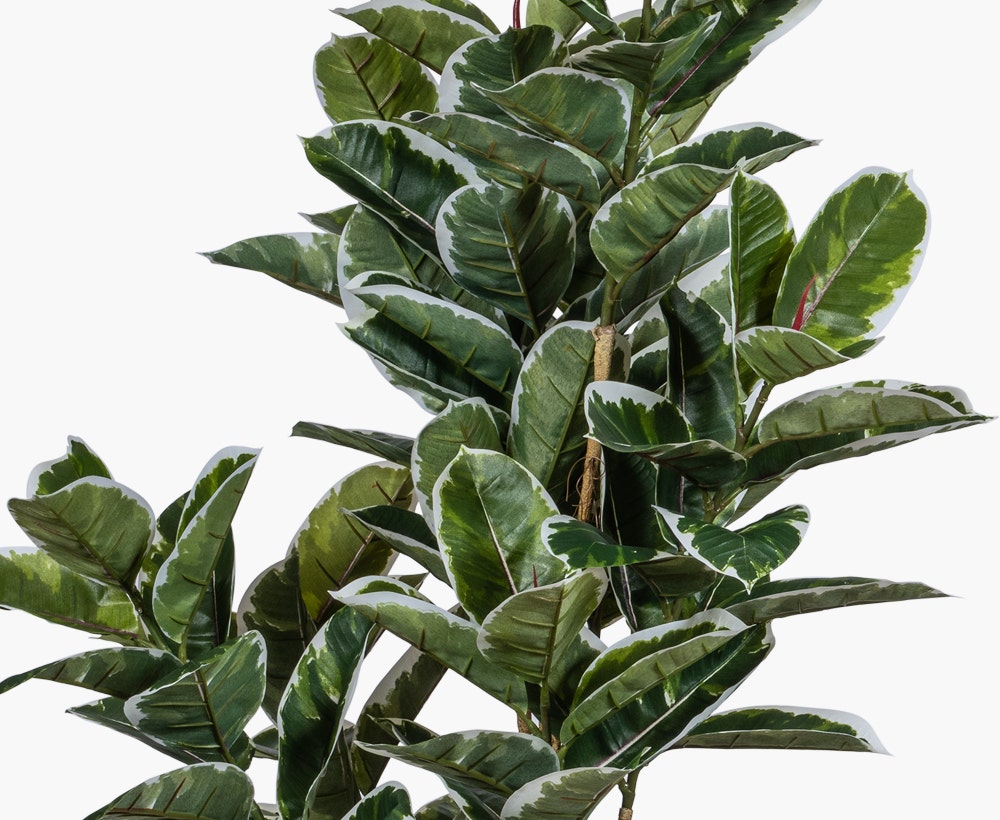 Variegated Tree With Pot Green/Cream H170