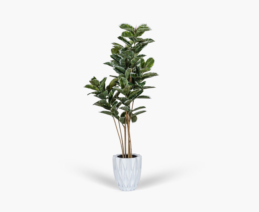 Variegated Tree With Pot Green/Cream H170