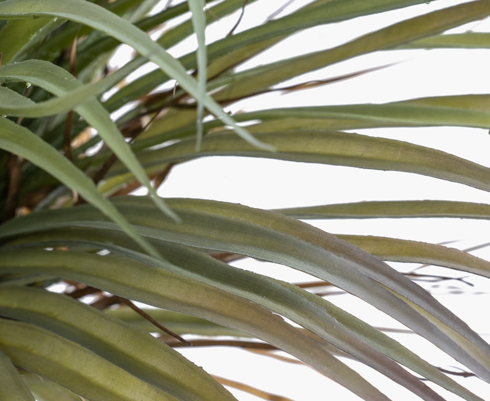 Yucca Plant 40X40X105CM ~ Green/Brown