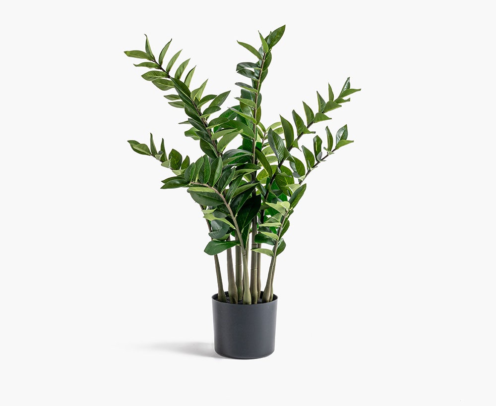 Green Zamioculas Plant, 52*52*88 cm