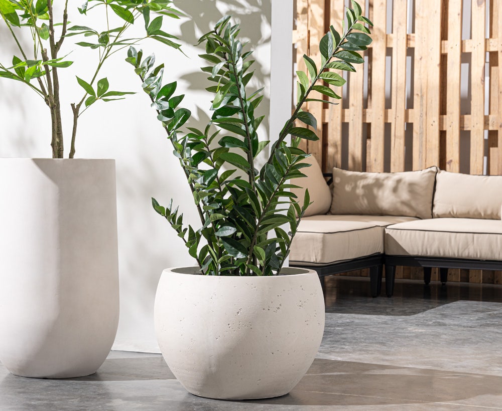 Zamioculas Plant 53X53X110CM ~ Green