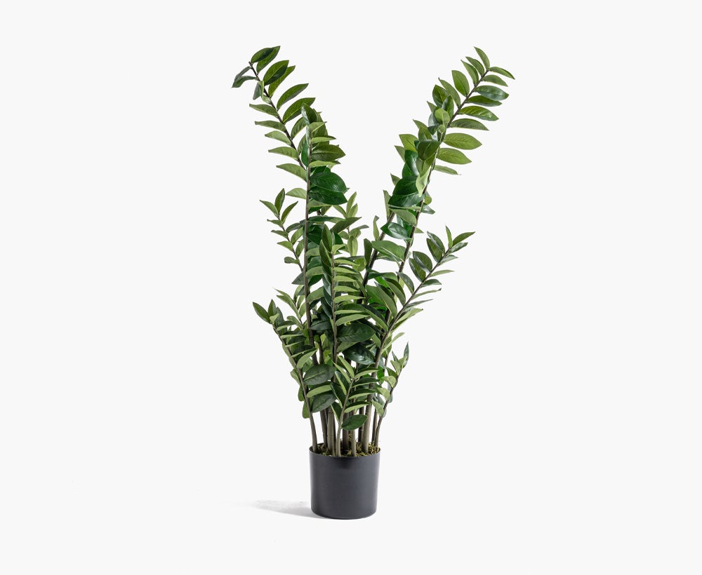 Zamioculas Plant 56X56X130CM ~ Green