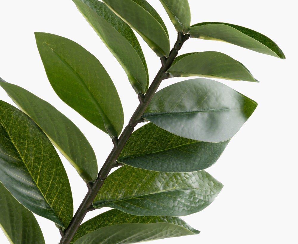 Zamioculas Plant 56X56X130CM ~ Green