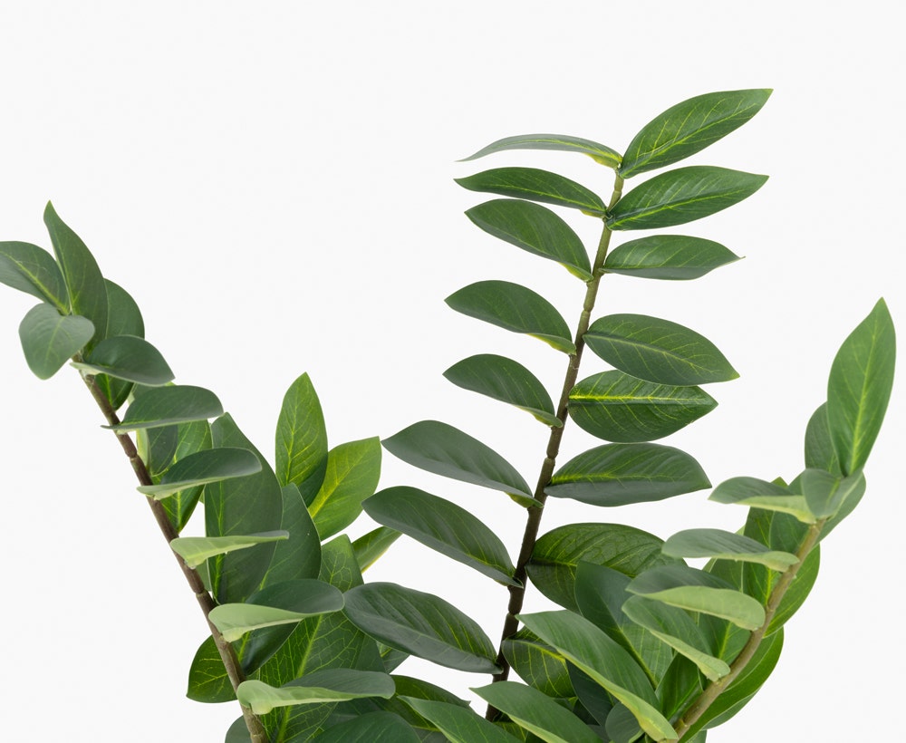 Zamioculcas Plant GRN/WH H63